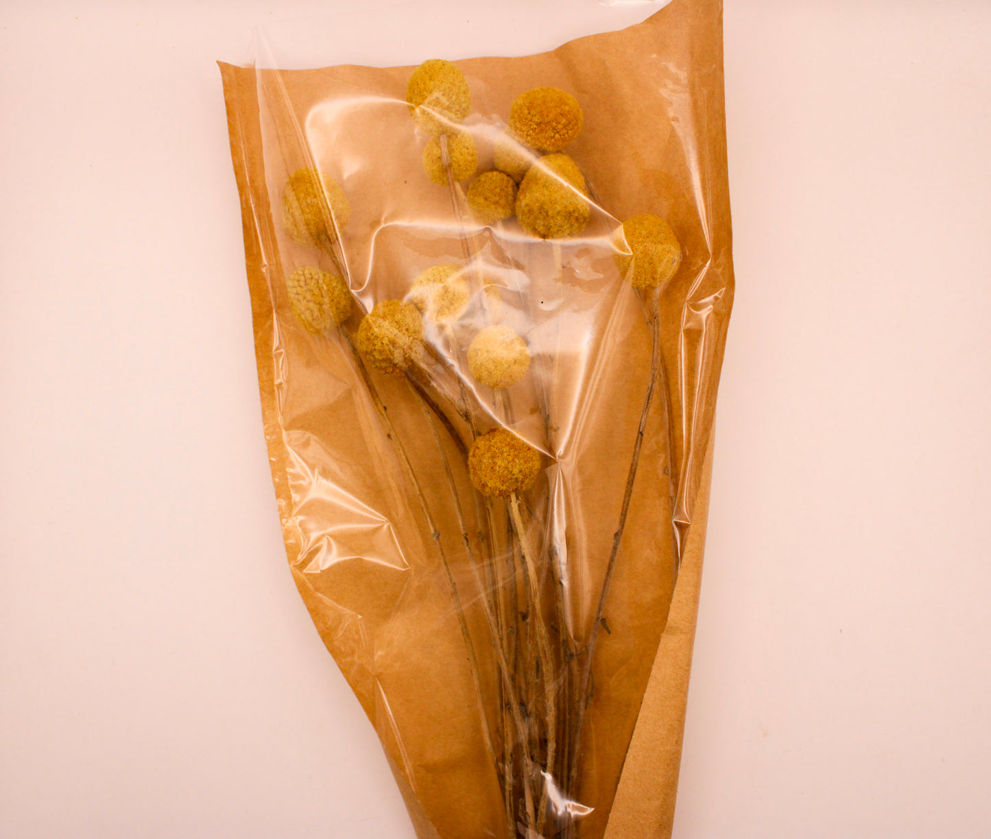 DRIED NATURAL CRASPEDIA BUNCH